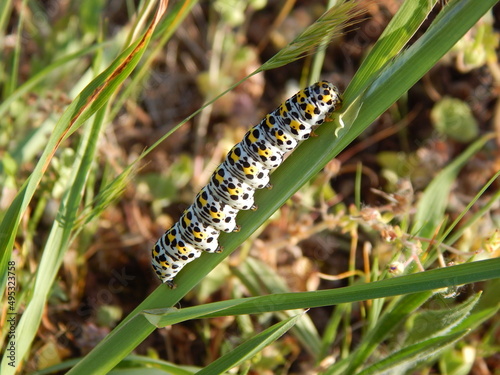 petite chenille équilibriste