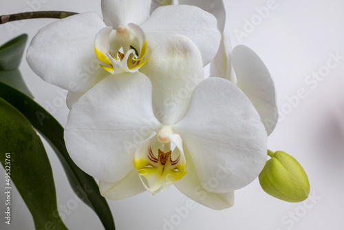 White orchid on white background  close up. Amazing phalaenopsis orchid flowers of white color for publication  poster  calendar  post  screensaver  wallpaper  card  postcard  banner  cover  website