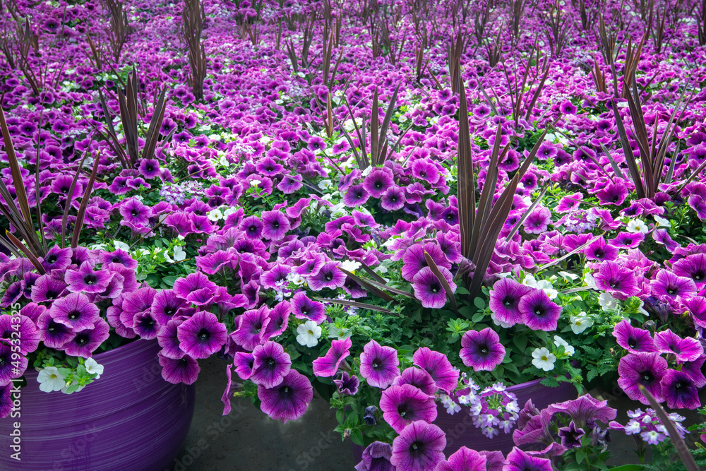 Purple petunia flowers in pots Purple petunia flowers in pots