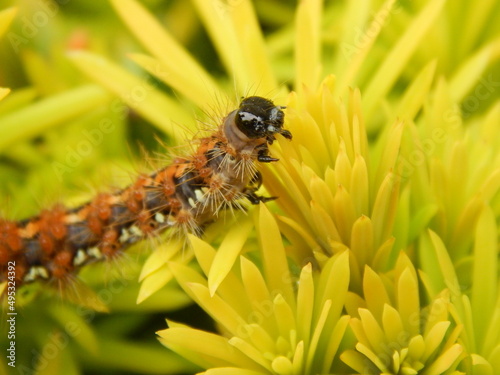 demoiselle chenille fait sa belle !