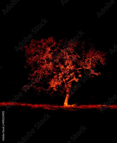 Mysterious and Spooky Tree Silhouetted in Orange at Chatham, Cape Cod © Christopher Seufert 
