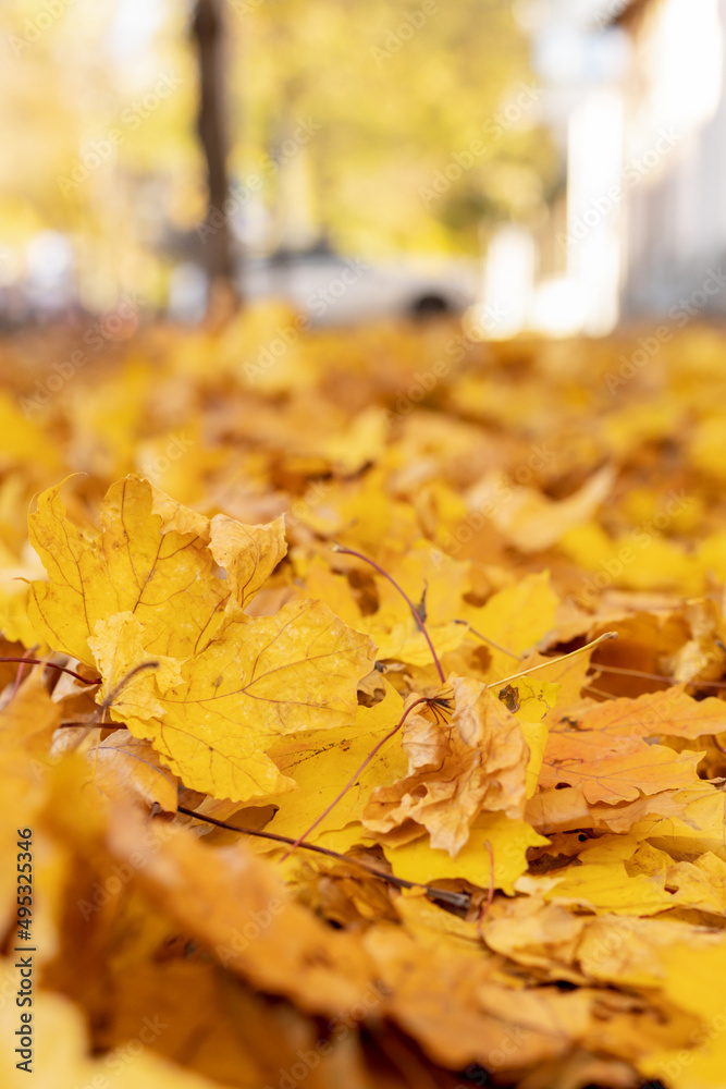 Autumn leaves on the ground. Autumn leaves on the ground.