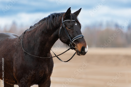 Latvian breed horse with a bridle