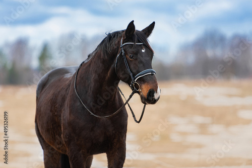 Latvian breed horse with a bridle