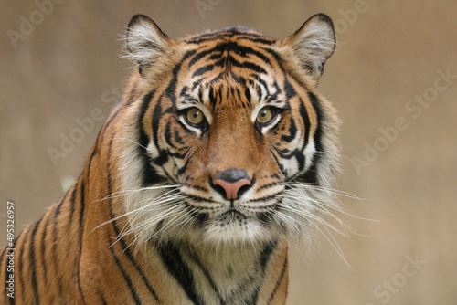 Valokuvatapetti portrait of a tiger