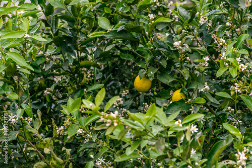 Lima colgando en el árbol con flor