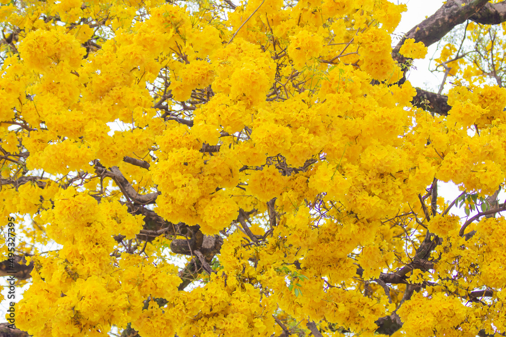 Brazilian Savannah Flower
Very yellow, this flower is common in brazilian savannah. Brazilian Savannah Flower
Very yellow, this flower is common in brazilian savannah.