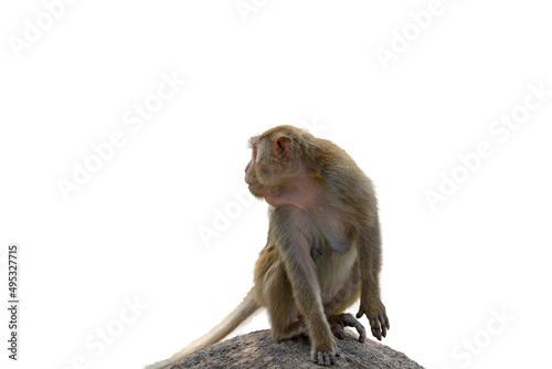 monkey sitting on a rock  isolate white background