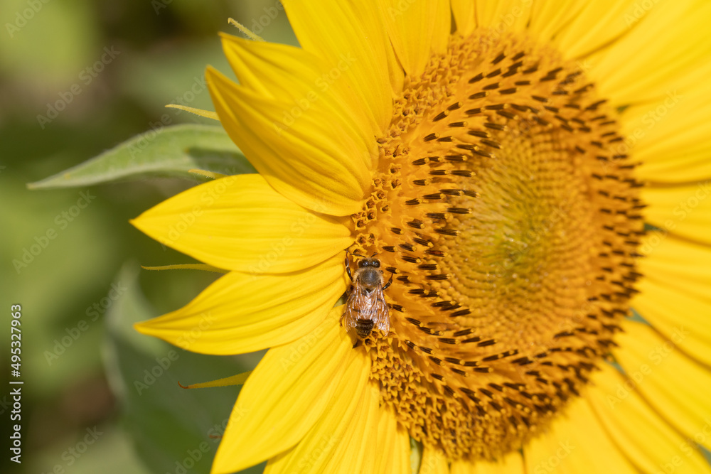 girasole giallo in estate con ape macro girasole giallo in estate con ape macro