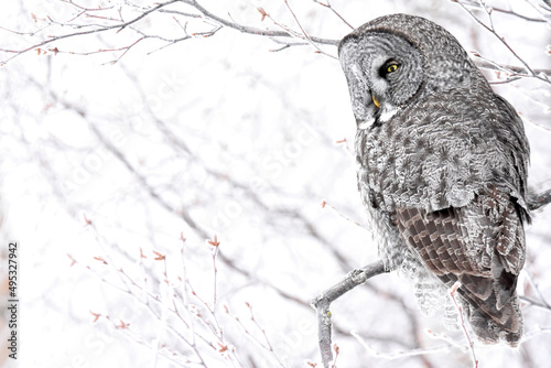A Great Gray Owl perches in the Alaskan wilderness during the winter.