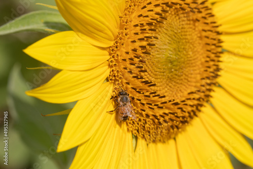 girasole giallo in estate con ape macro © enrico