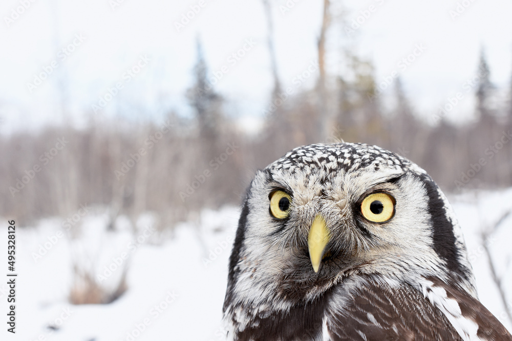 Fototapeta premium A Northern Hawk Owl perches in the Alaskan wilderness during the winter.
