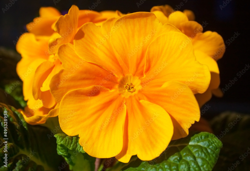 Large-flowered yellow-orange group of spring pansies. Flowers prosenka orange balcony pansy and garden plant. Large-flowered yellow-orange group of spring pansies. Flowers prosenka orange balcony pansy and garden plant.