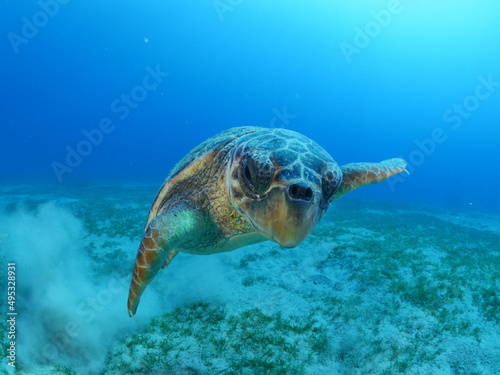 turtle underwater looks at camera close up ocean scenery caretta caretta sea turtle © underocean
