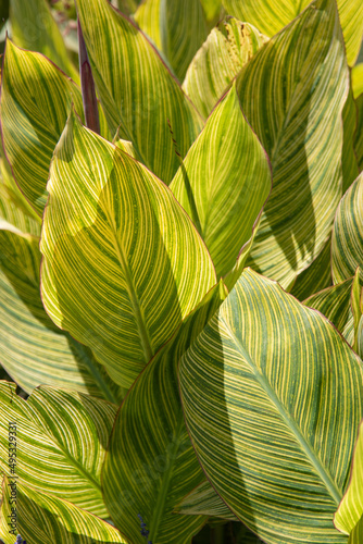 Striped tropical green leaves