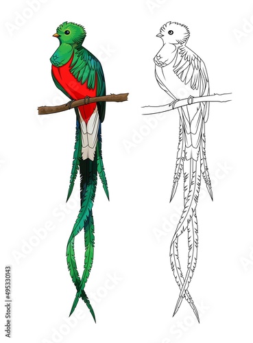 Green Quetzal bird with a long tail on a white background vector with colors and black and white stock vector image