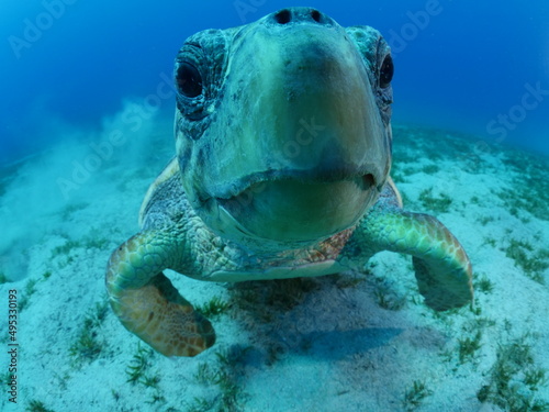 turtle underwater looks at camera close up ocean scenery caretta caretta sea turtle © underocean