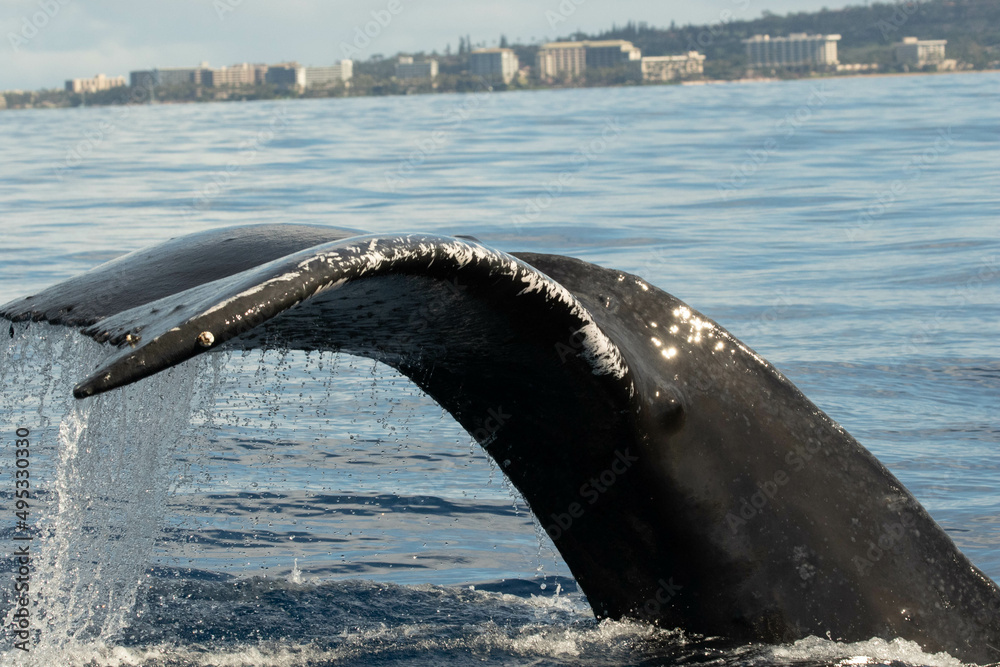 Obraz premium humpback tail