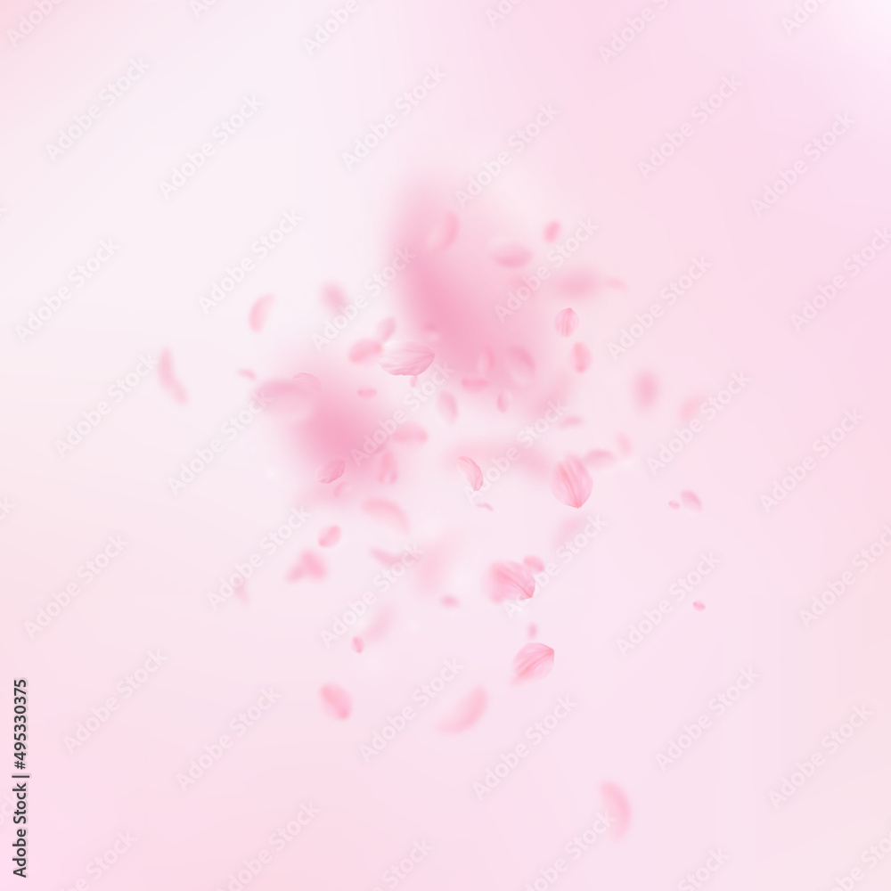 Sakura petals falling down. Romantic pink flowers explosion. Flying petals on pink square background. Love, romance concept. Extra wedding invitation.