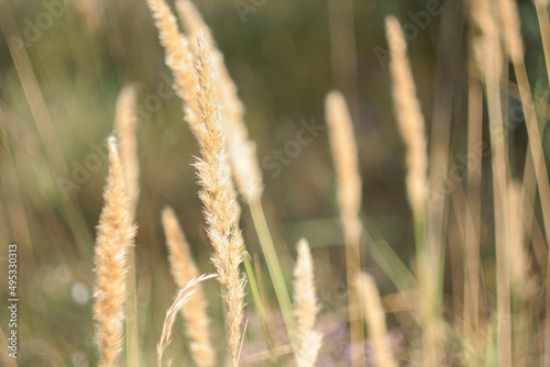 Background of sedge grass on sunny day. Dune grass waving in the wind during sun day. Beach grass as backdrop for branding, calendar, multicolor card, banner, cover, website