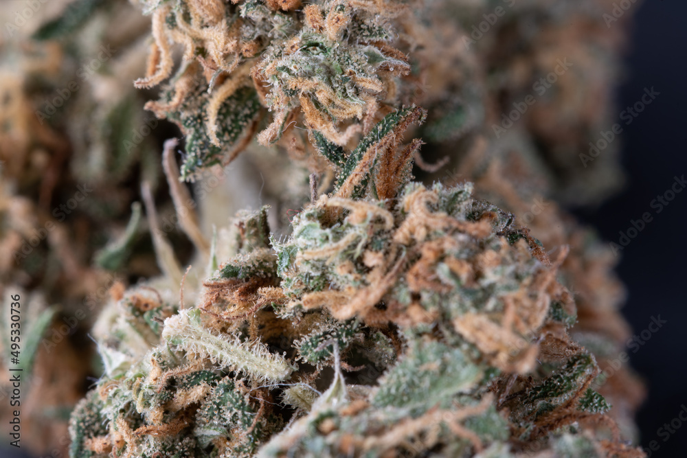 Closeup of Cannabis Buds. Weed used as Drug and Medicine containing THC and CBD. Closeup of Cannabis Buds. Weed used as Drug and Medicine containing THC and CBD.