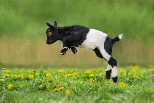 Obraz na płótnie Little funny baby goat jumping in the field with flowers. Farm animals. w salonie