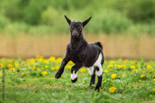 Little funny baby goat jumping in the field with flowers. Farm animals.