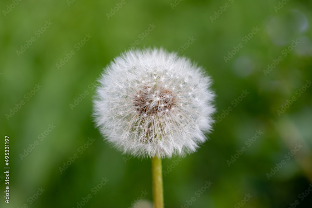 Closed Bud of a dandelion. Dandelion white flowers in green grass