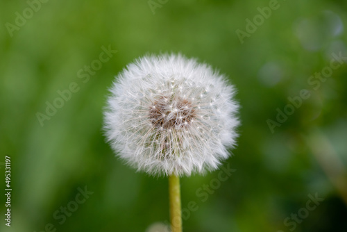 Closed Bud of a dandelion. Dandelion white flowers in green grass