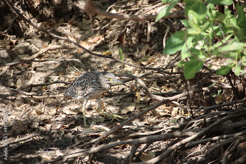 Immature Nankeen Night Heron  Nycticorax caledonicus   Yellow Waters Billabong  Kakadu National Park  Northern Territory  Australia.