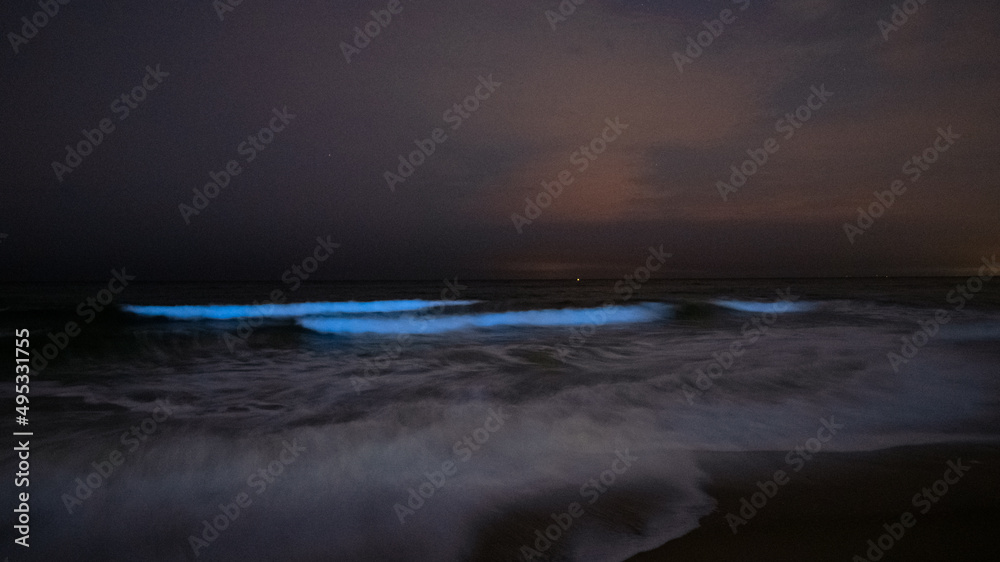 bioluminescence in Monterey, CA bioluminescence in Monterey, CA