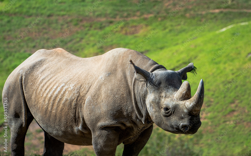 Obraz premium rhino in captivity