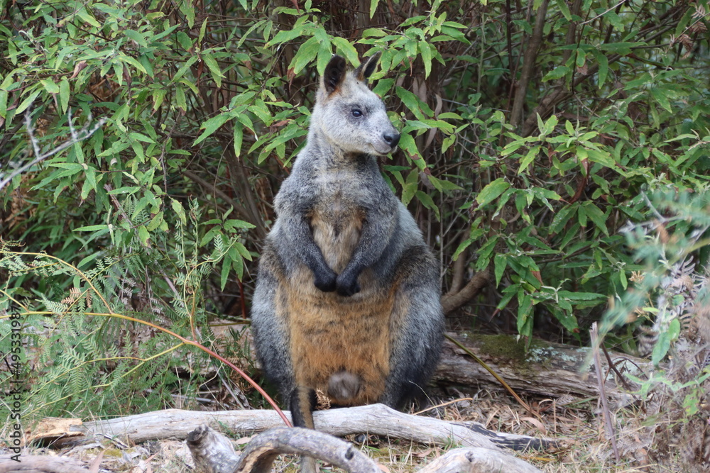Obraz premium Swamp Wallaby (Wallabia bicolor) aka Black Wallaby, Cranbourne Botanic Gardens, Melbourne, Australia.