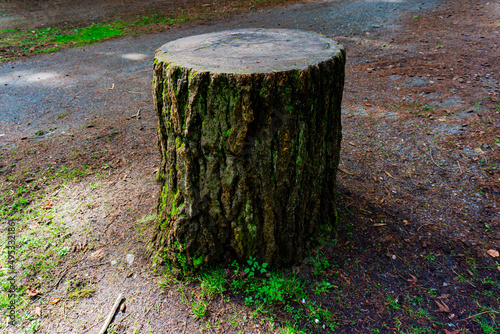 Stump all alone next to rock trail cut in a seemingly perfect circle.