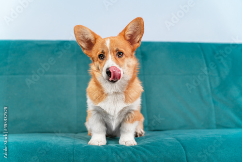 Cute Welsh corgi Pembroke or cardigan puppy is sitting on the couch and licking its lips, front view. Hungry dog hints at feeding or is satisfied after a delicious dinner