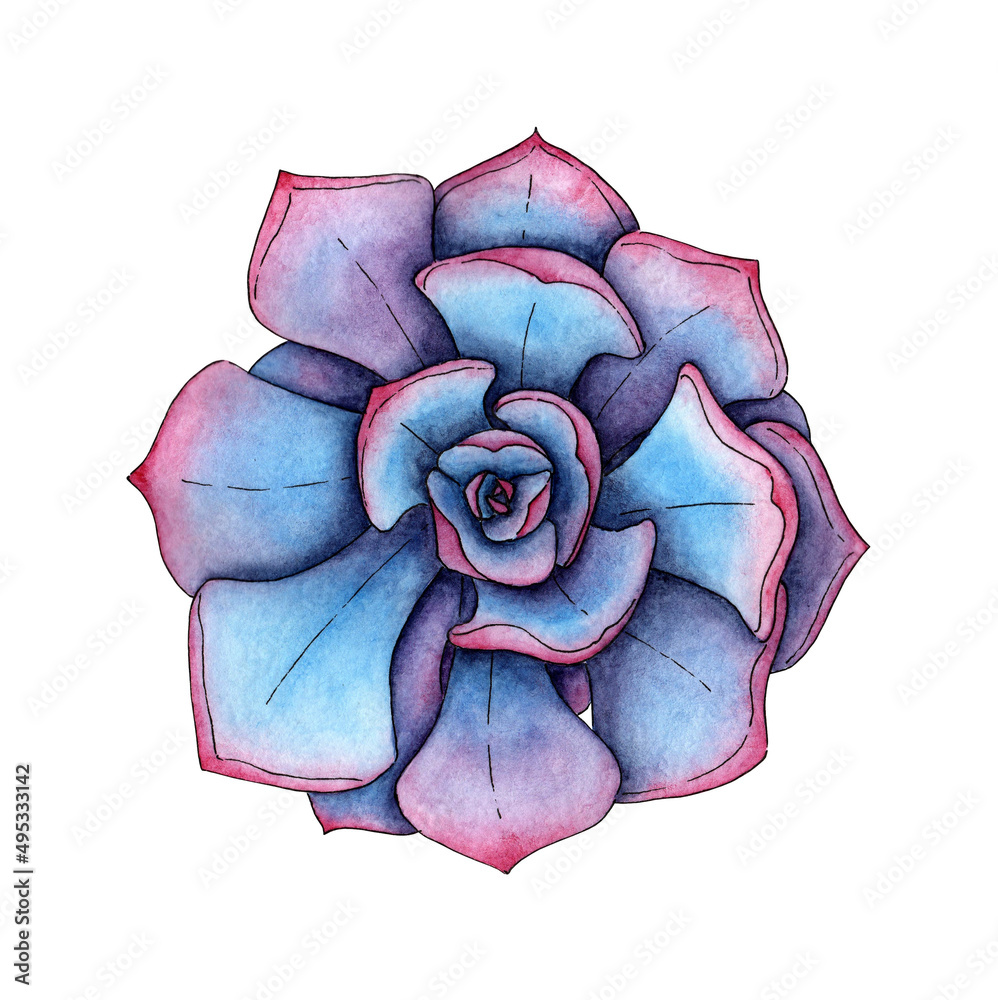 Obraz premium Watercolor illustration of succulent blue with pink. It's perfect for postcards, posters, banners, invitations, greeting cards, prints. Isolated on white background. Drawn by hand.
