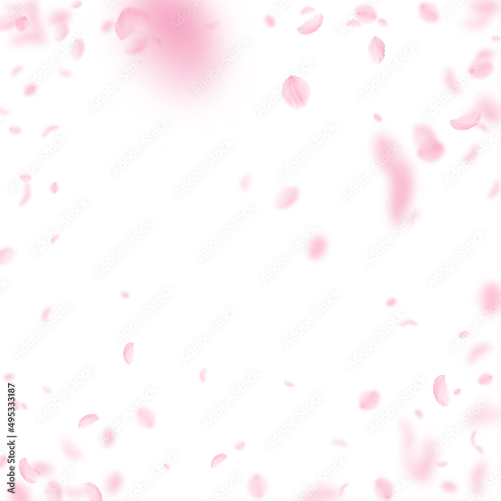 Sakura petals falling down. Romantic pink flowers vignette. Flying petals on white square background. Love, romance concept. Fetching wedding invitation.