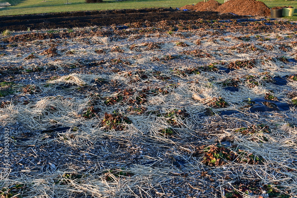 Obraz premium Straw Mulch in a Garden