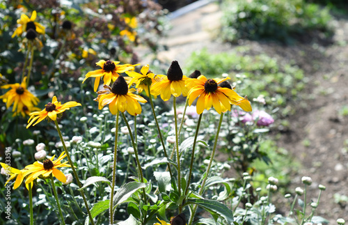 Rudbeckia hirta, commonly called black-eyed Susan photo