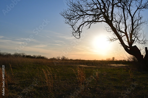 Sunset Tree