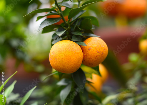 Citrus Myrtifolia Chinotto or myrtle-leaved orange tree close up photo