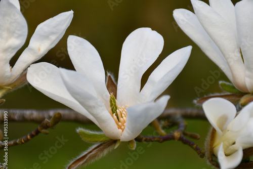 Magnolienblühte