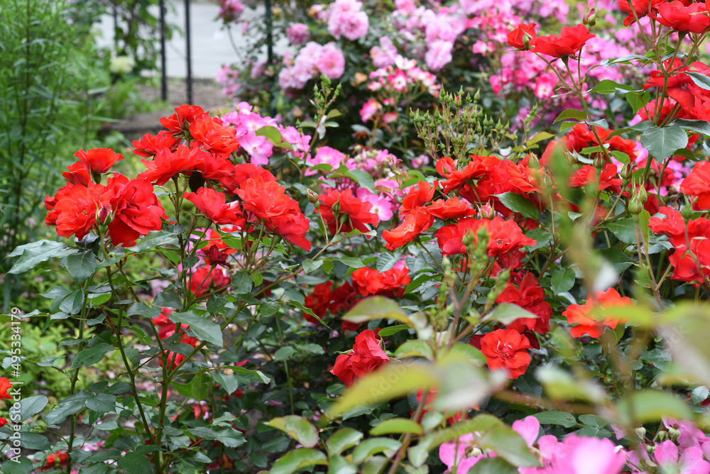 Fototapeta premium Tea rose with buds on green background