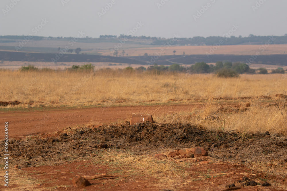 Rhino midden, South Africa