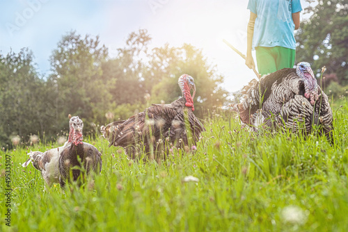 Billede på lærred A boy herding free-range turkeys in the summer during sunset outdoors on a meado