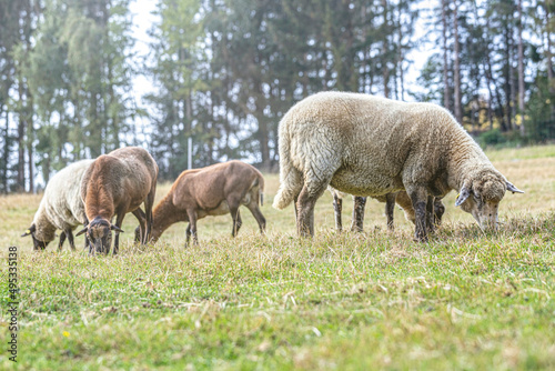 Portrait of a white free-range sheep grazing on a pasture outdoors