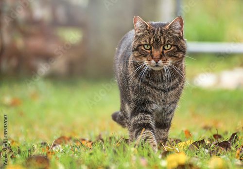 Portrait of a striped farm cat in autumn outdoors