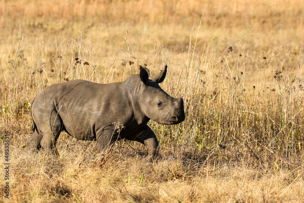 Obraz premium White rhino calf, South Africa