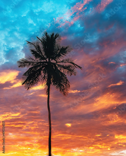 Tropical Palm Tree Silhouettes with Dramatic Sunset Sky