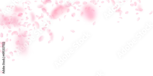 Sakura petals falling down. Romantic pink flowers falling rain. Flying petals on white wide background. Love, romance concept. Neat wedding invitation.